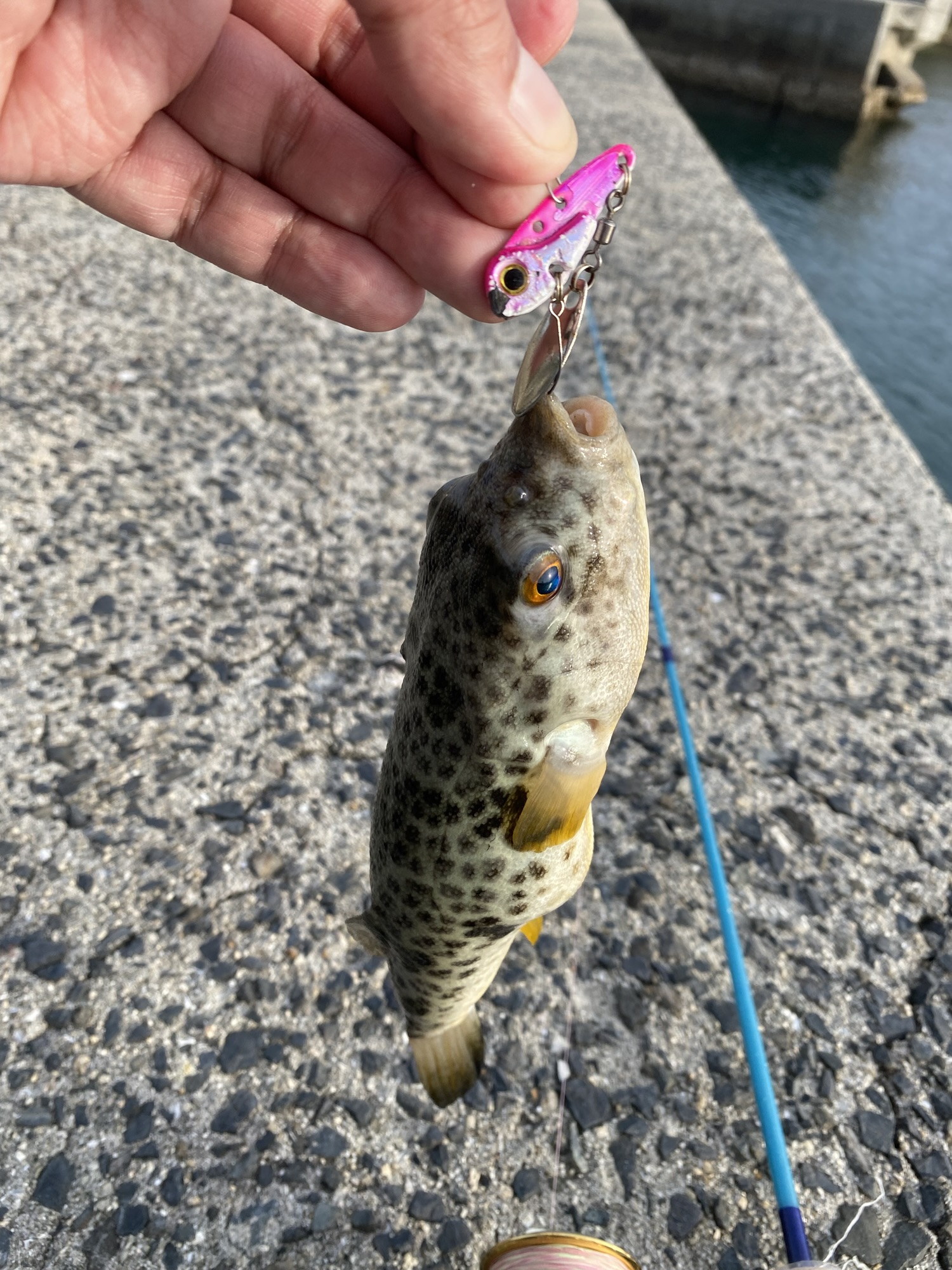 ゲキブルブレードで釣れたフグ
