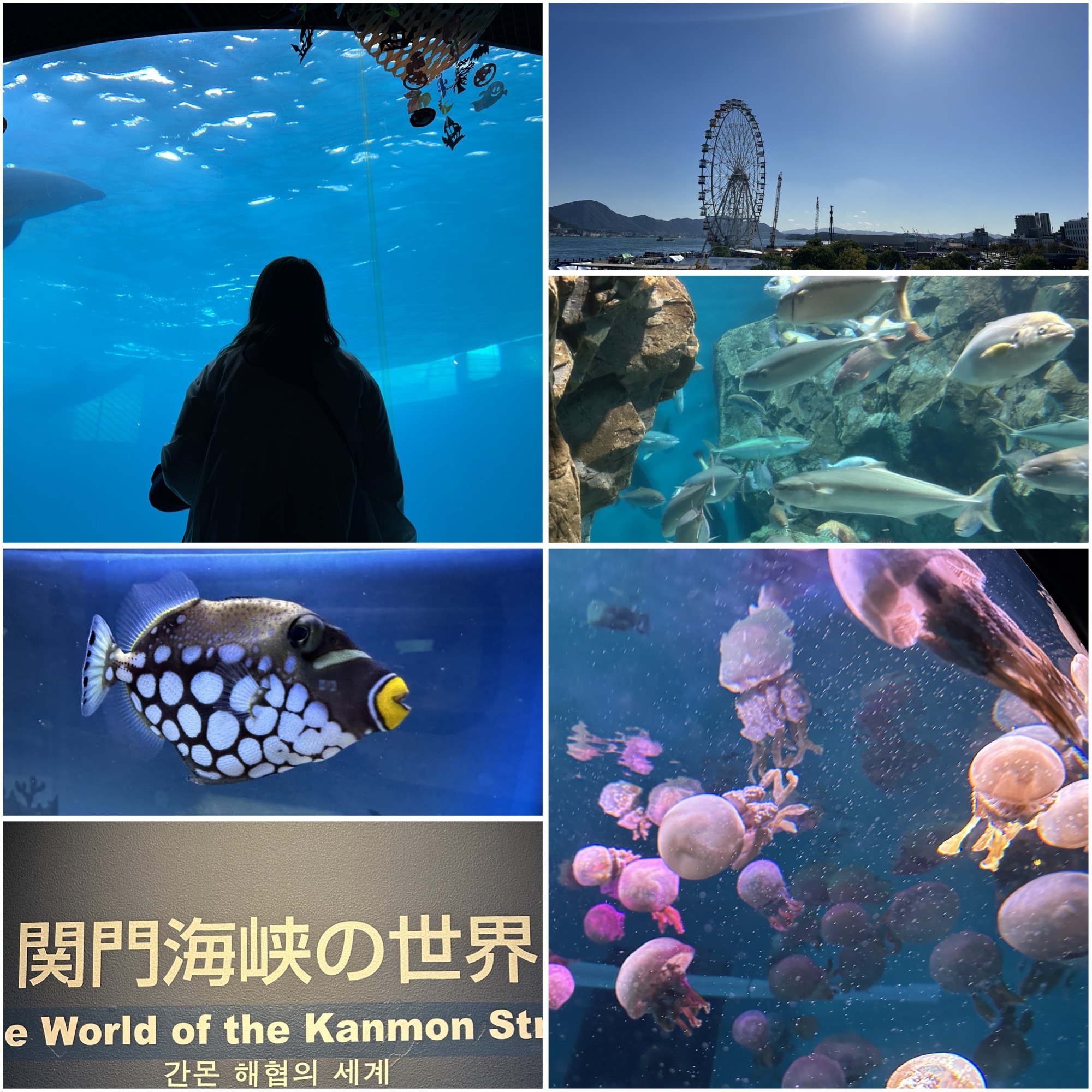 下関市立しものせき水族館 海響館
