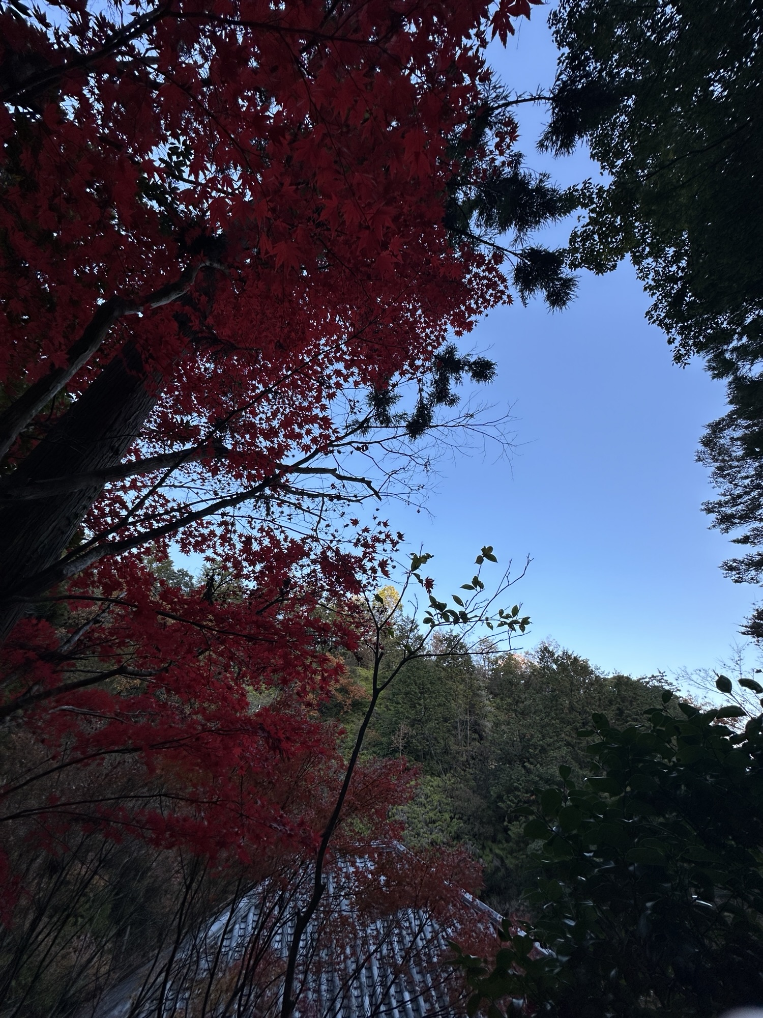 紅葉に囲まれた三滝寺の境内