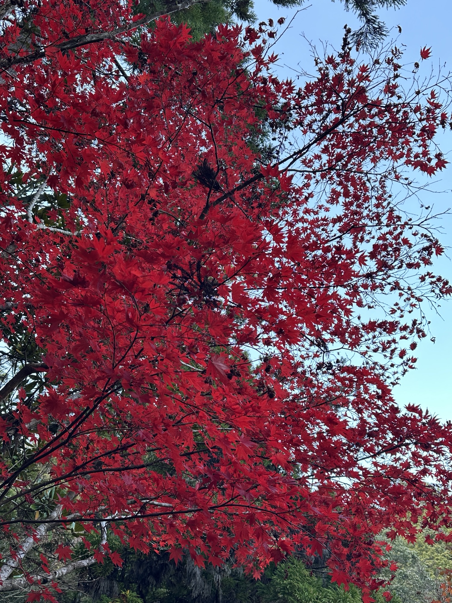 三滝寺の秋の境内と紅葉