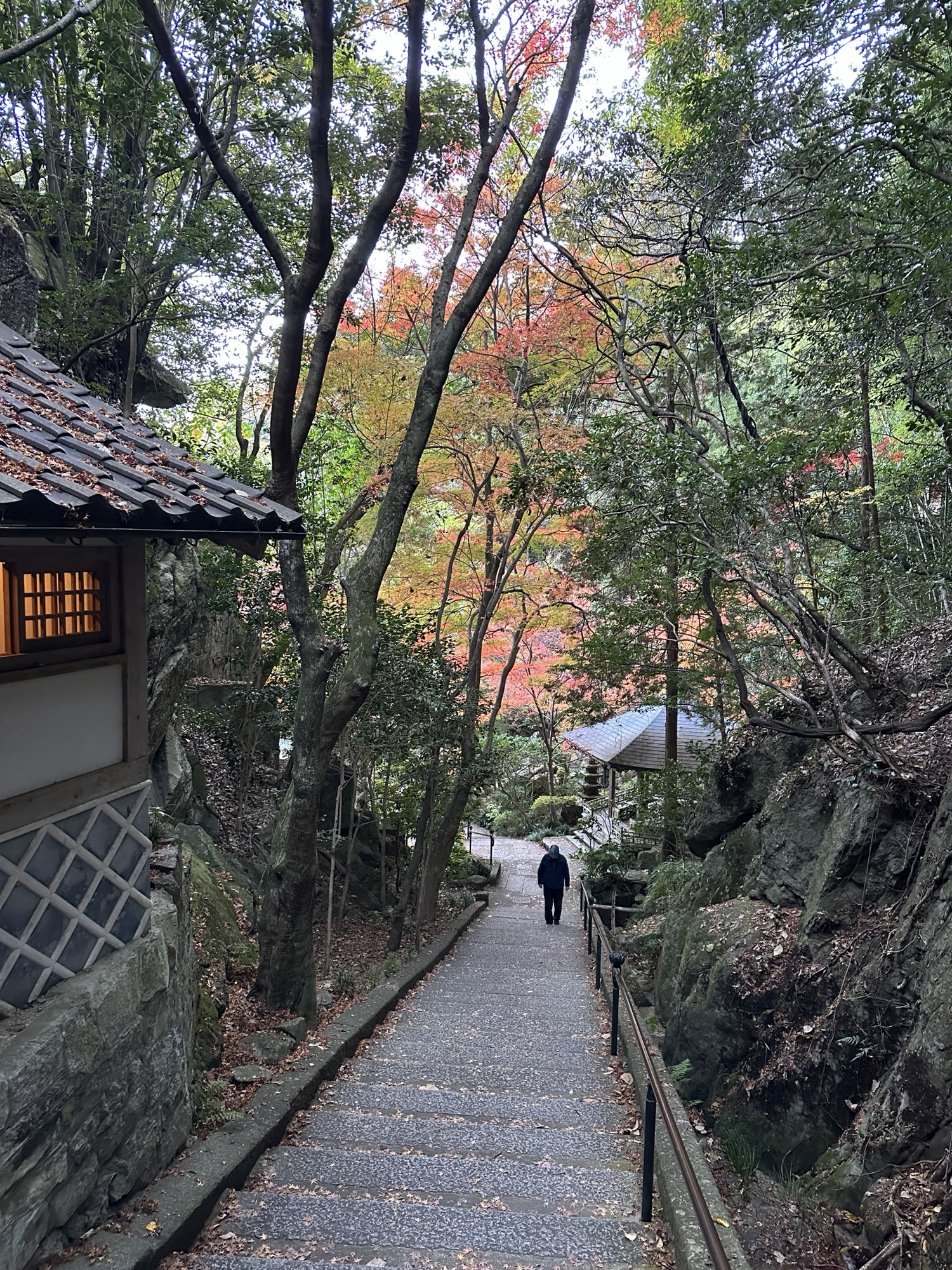 色づいた木々の間から見える三滝寺の多宝塔