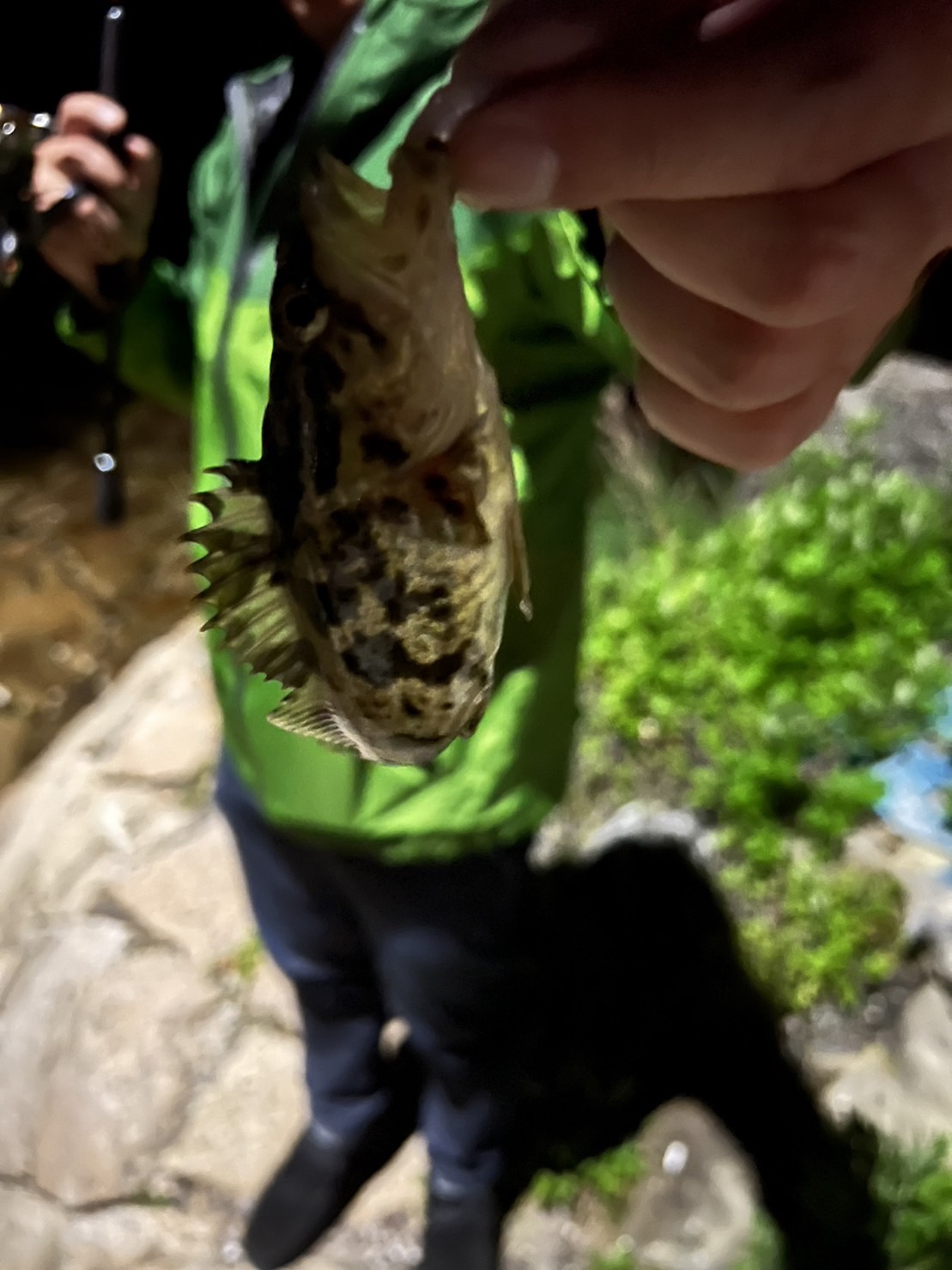 ガルプ粉と特撰えび粉を使ったワームで実際に釣れた魚