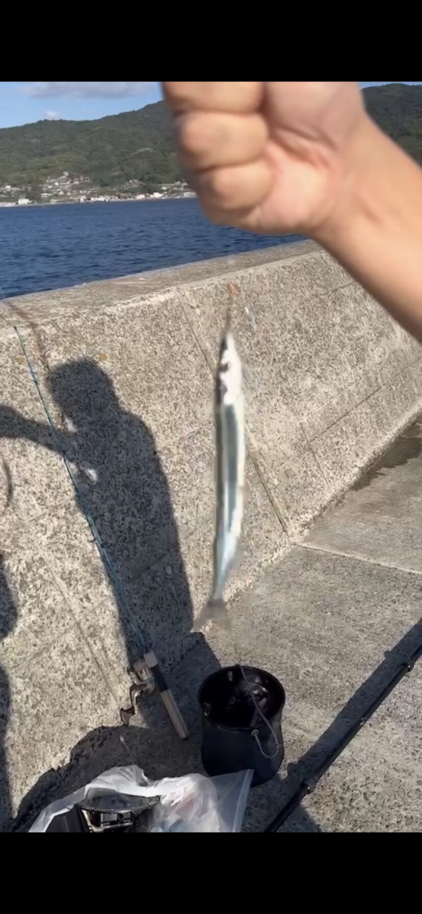 堤防から釣り上げたサヨリ