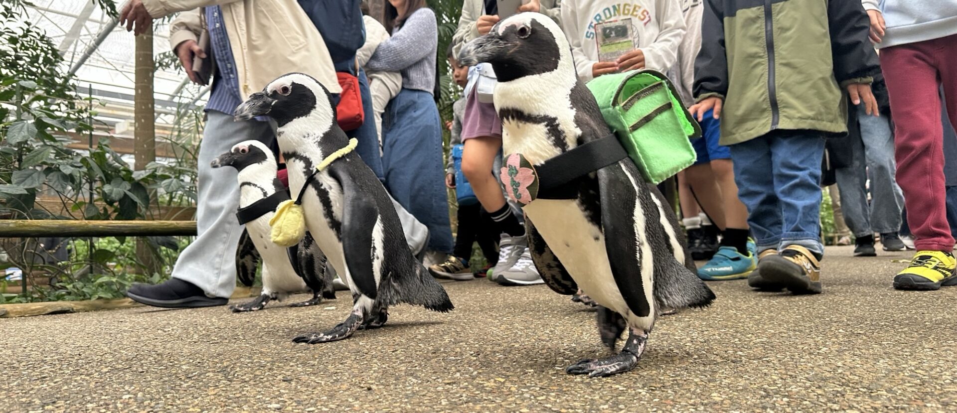 松江フォーゲルパークのペンギンのお散歩