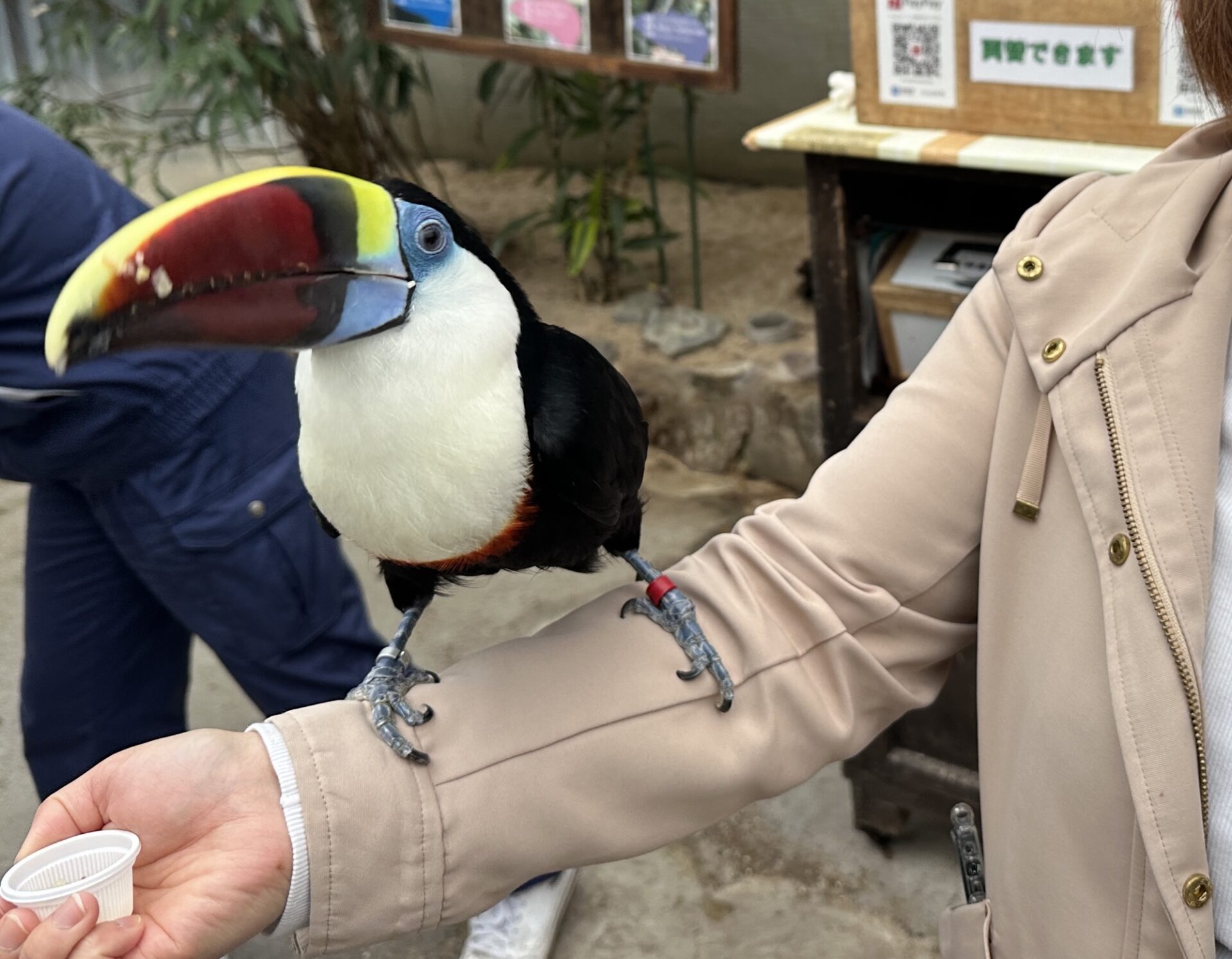 腕に乗ったオオハシ