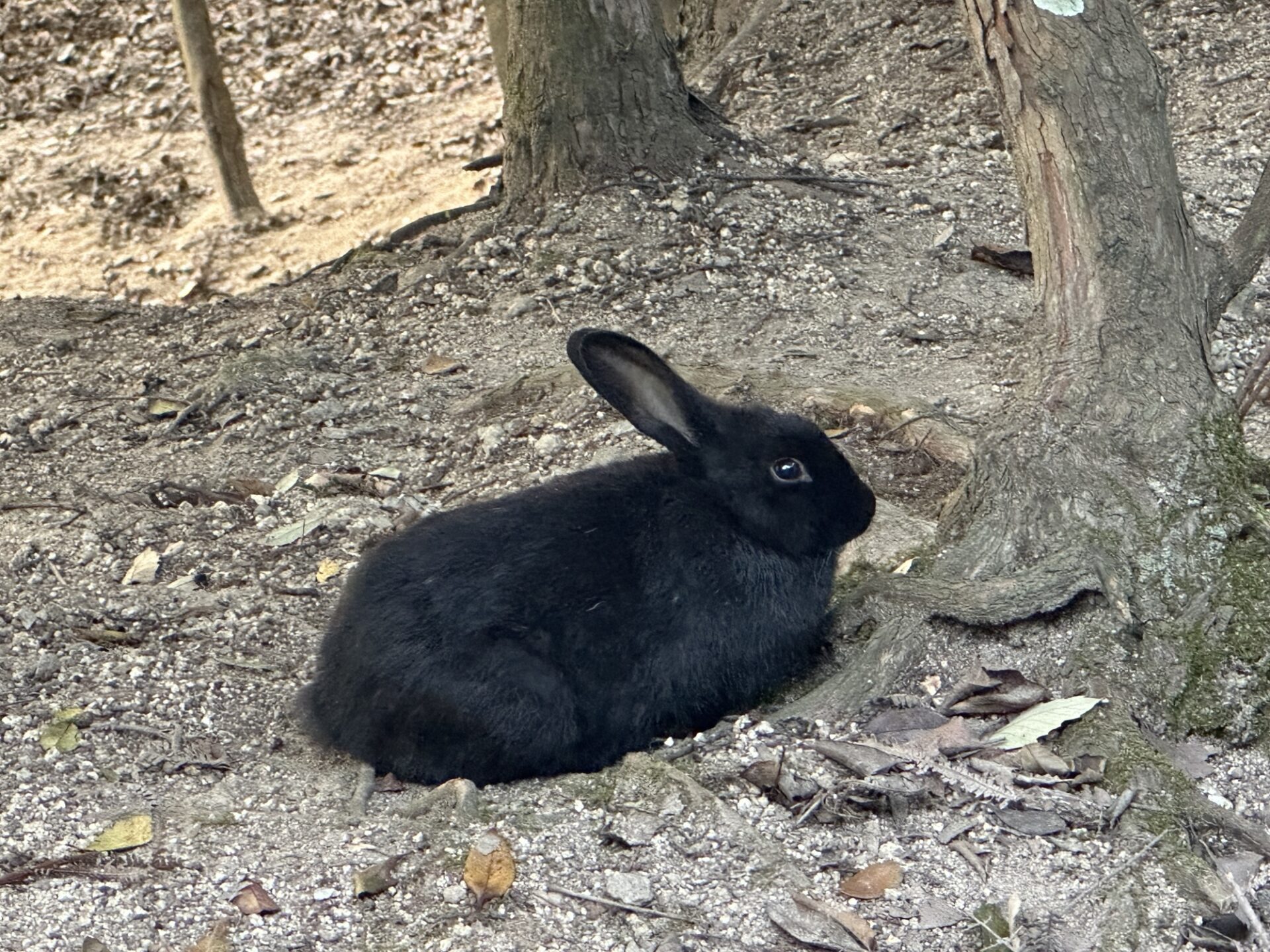 大久野島で見た黒いうさぎのアップ