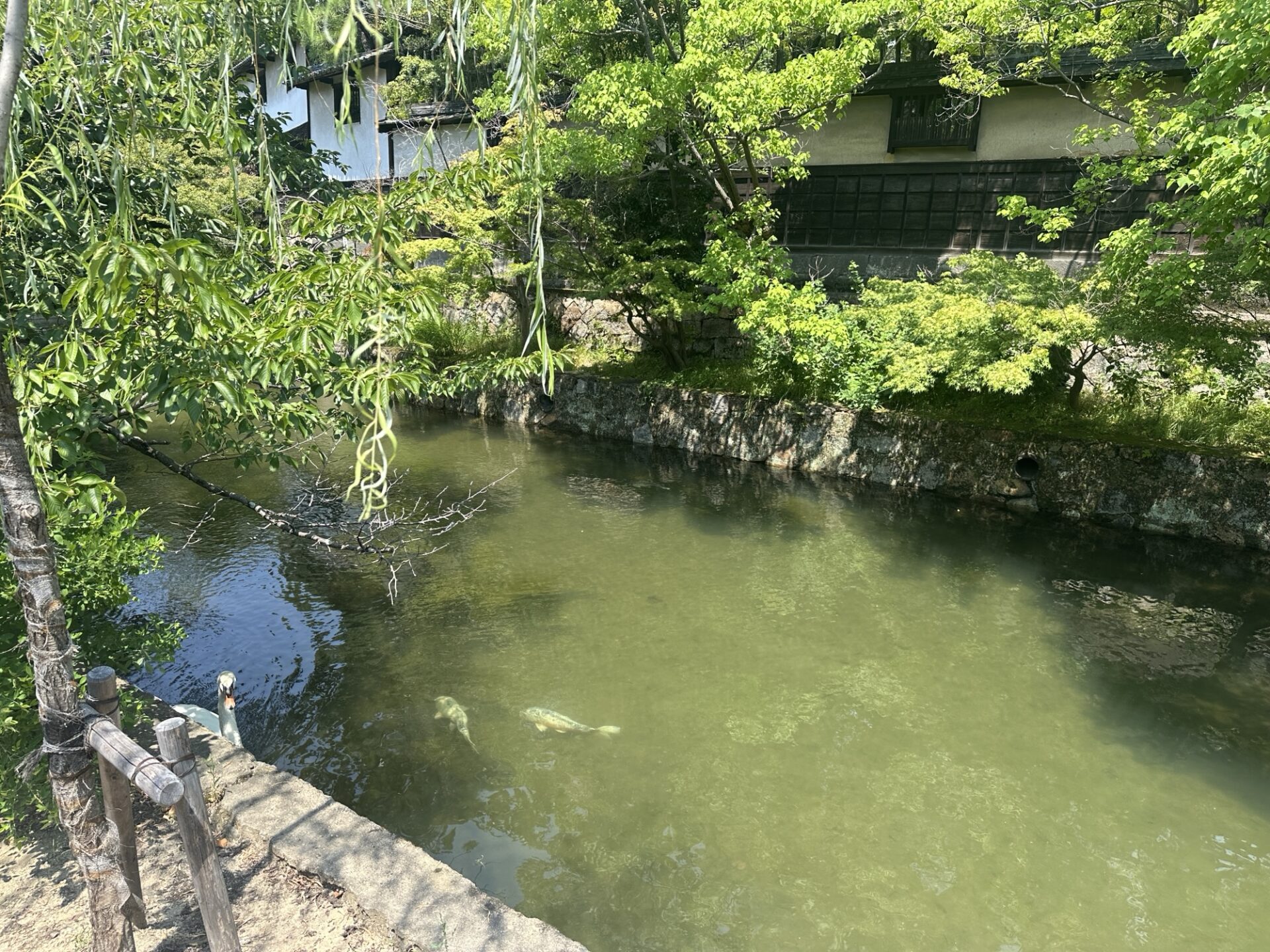 倉敷美観地区の白壁の町並みと店舗