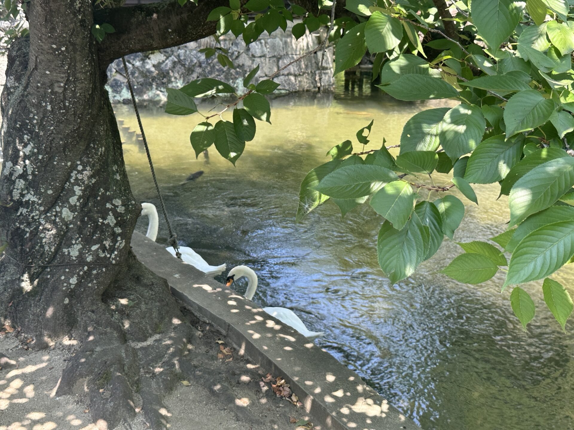 倉敷美観地区の倉敷川を泳ぐ白鳥
