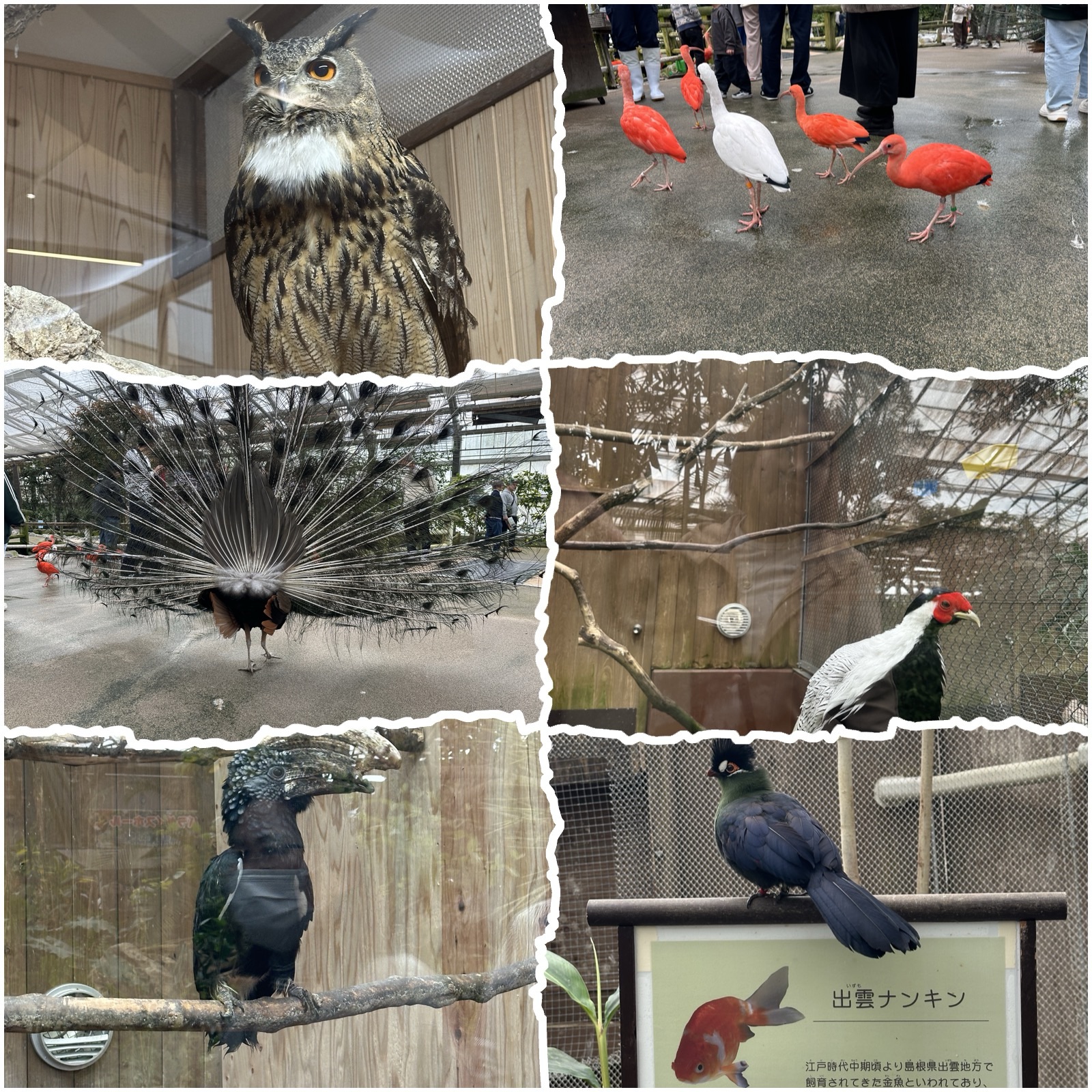 松江フォーゲルパークで見たフクロウやクジャクなどの鳥たち