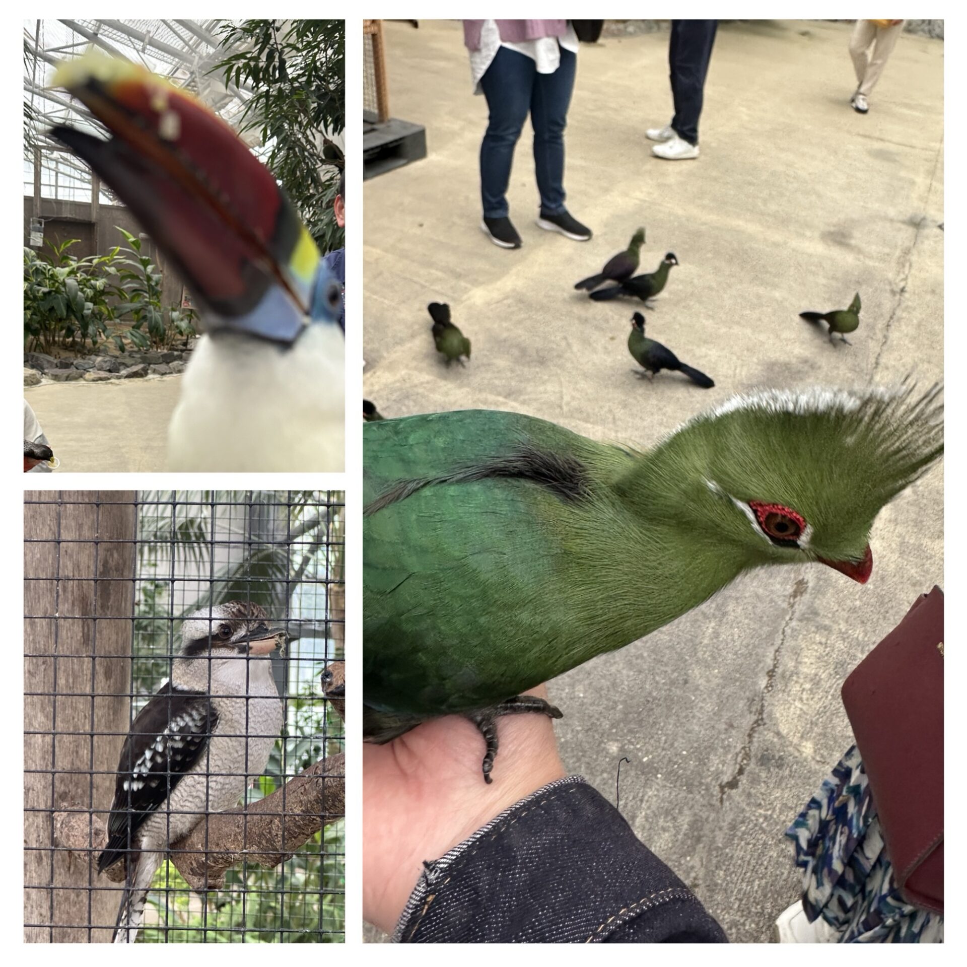 松江フォーゲルパークで手に乗る鳥や近すぎるオオハシ