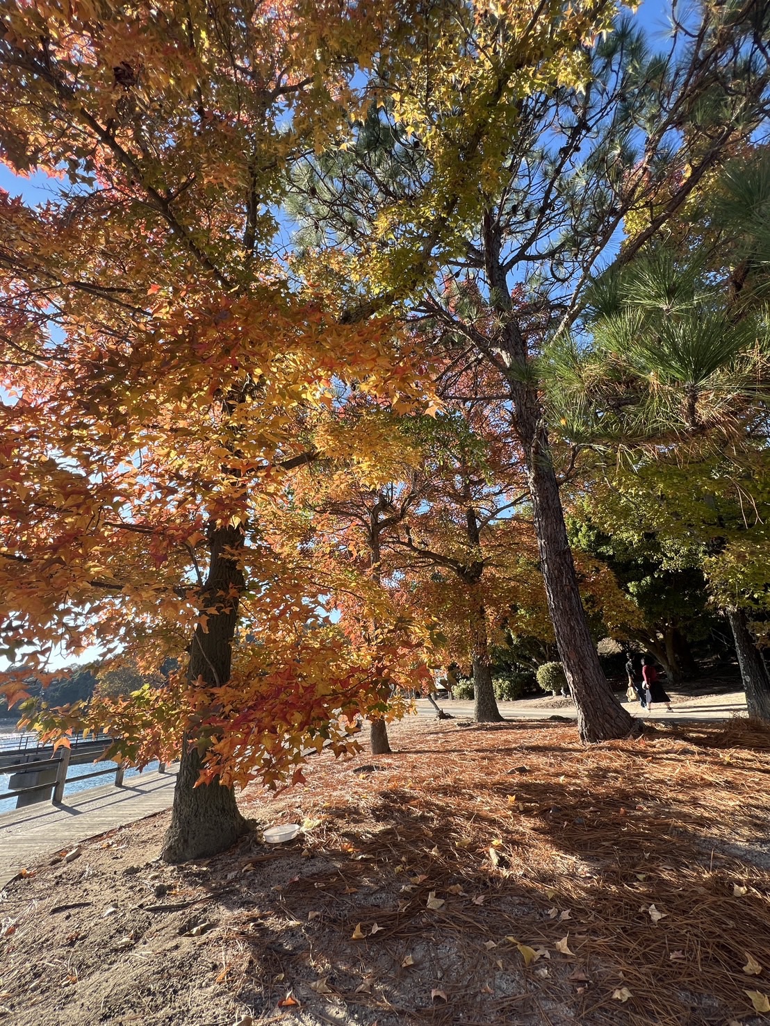 大久野島の紅葉した木々
