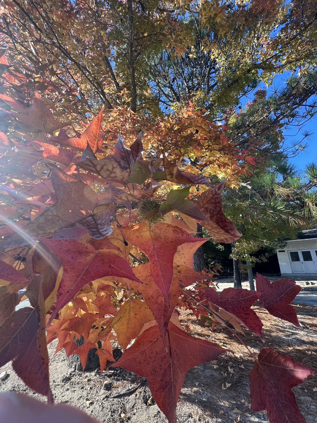 大久野島で赤やオレンジに色づいた紅葉