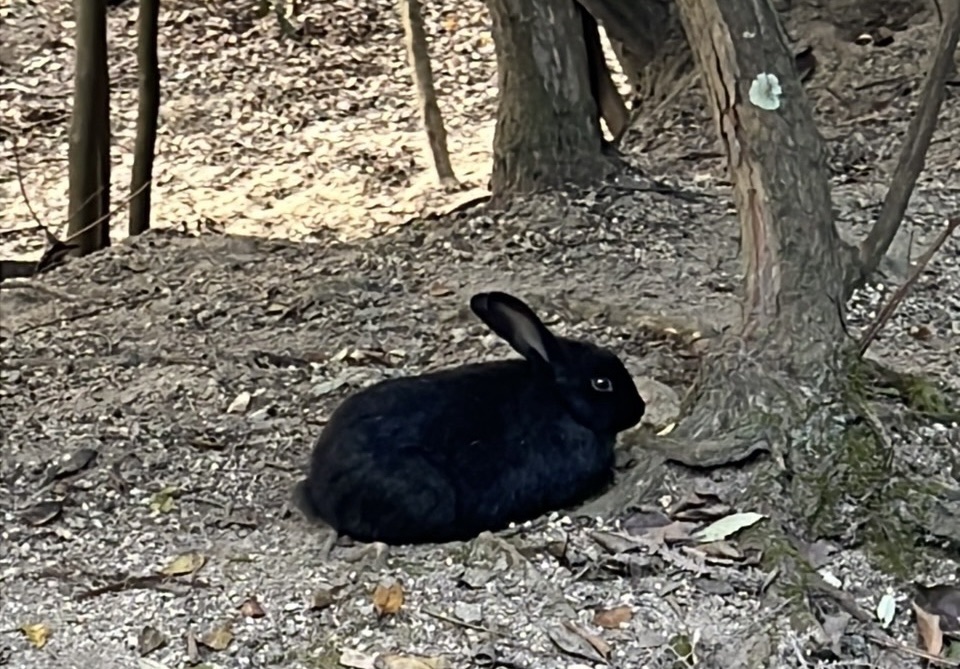 大久野島の木の下で休む黒いうさぎ
