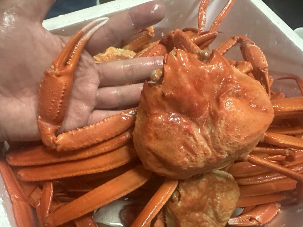 境港で購入したベニズワイガニを手に持った写真